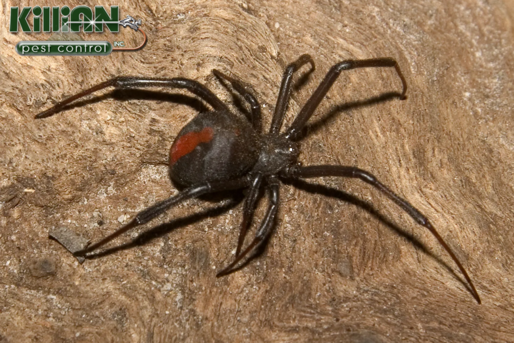 spider