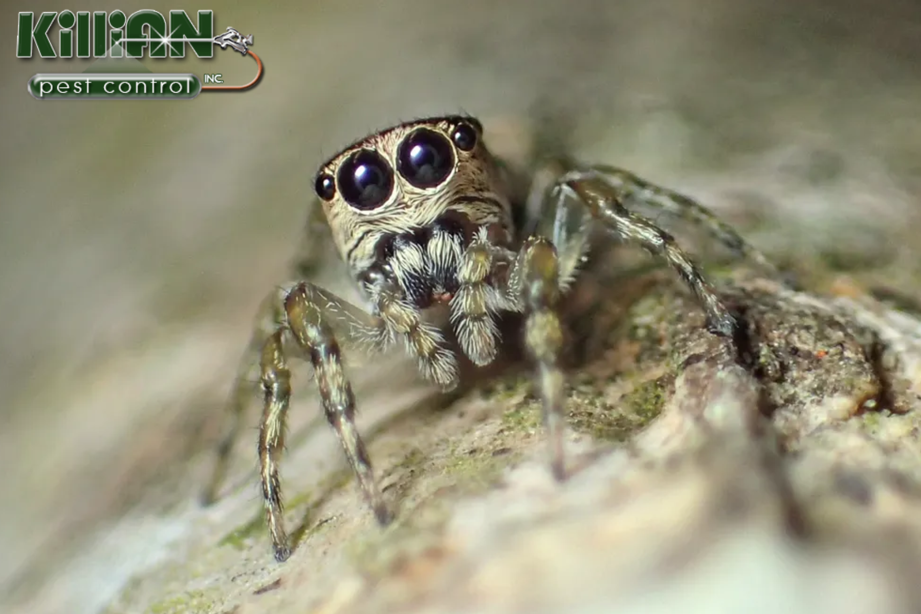 spider