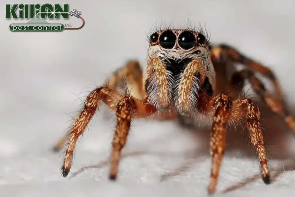 spider