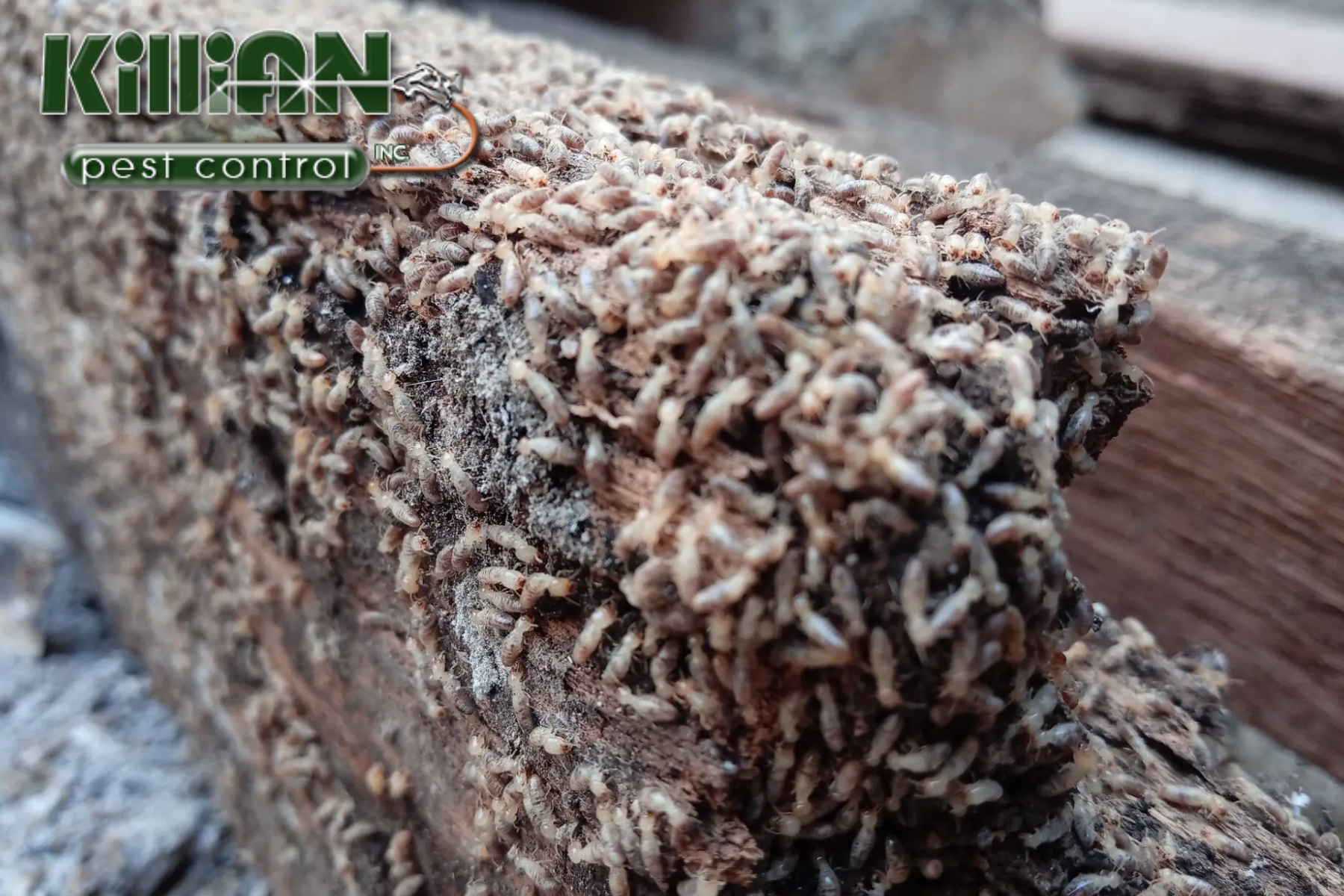 termite