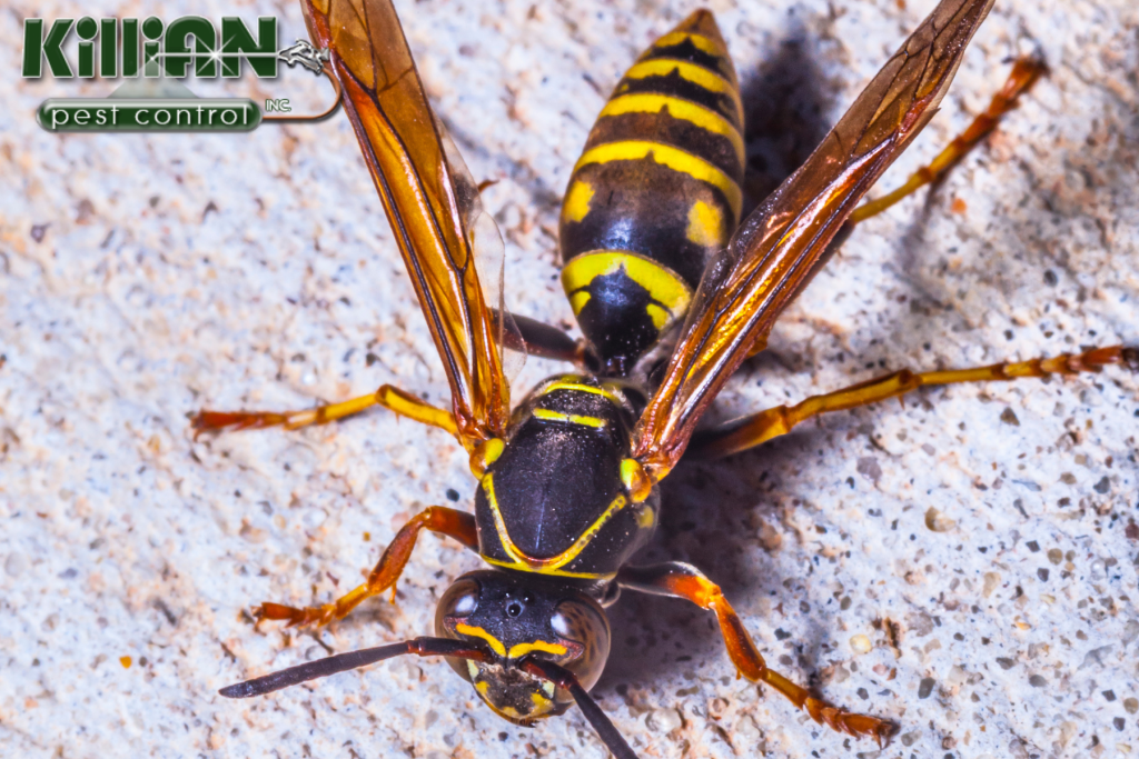 wasp