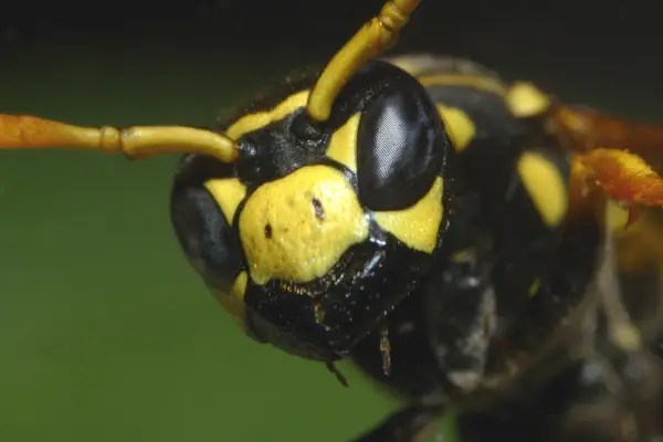 wasps exterminator Bakersfield CA