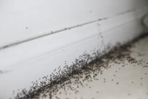 Exterminator Taft CA