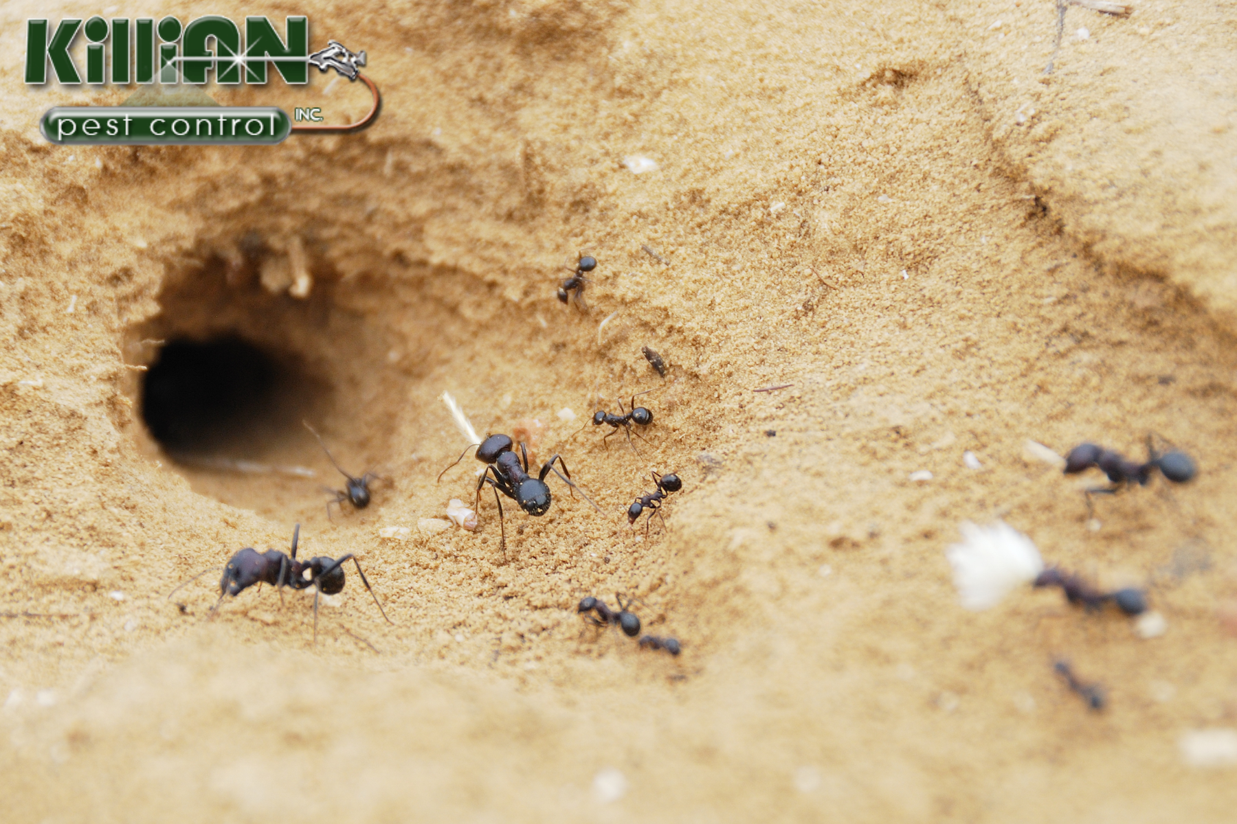 ant