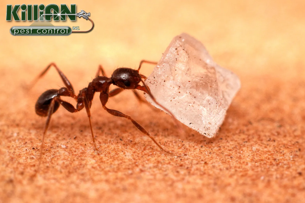 ant