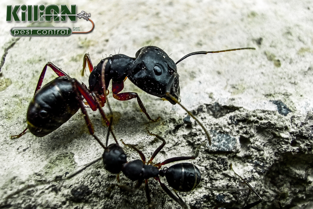 ants