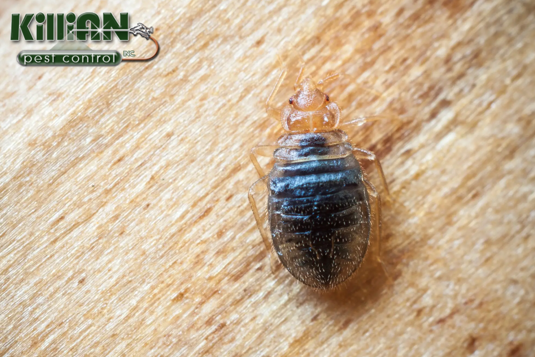 bed bug control