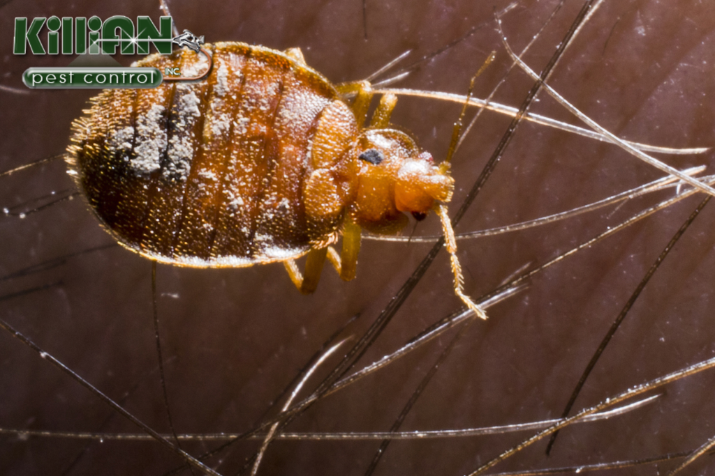bed bug control