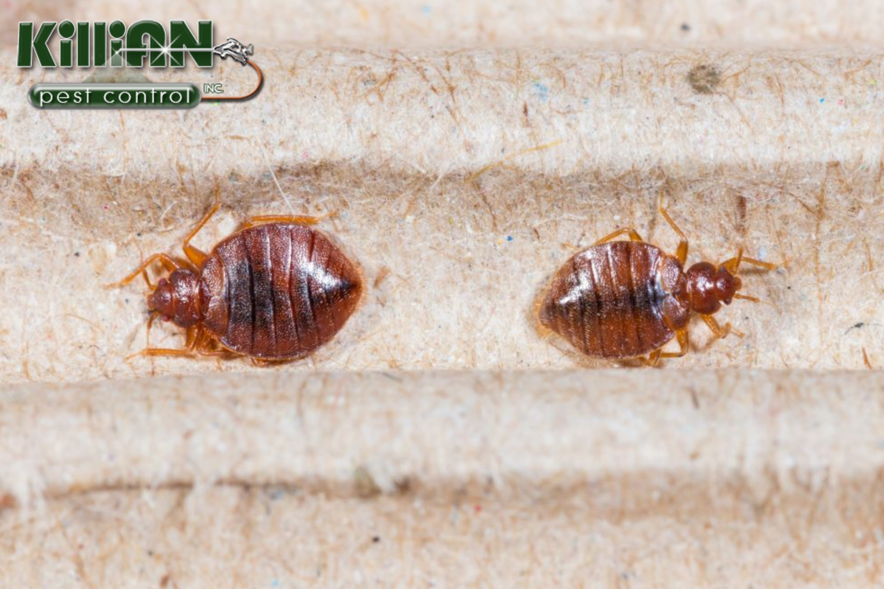 bed bug control