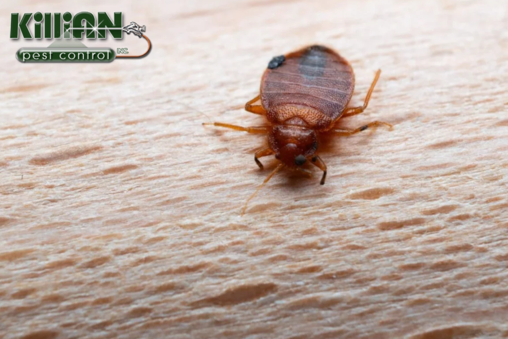 bed bug control