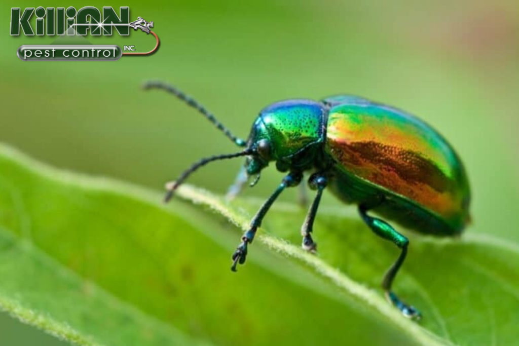 beetle