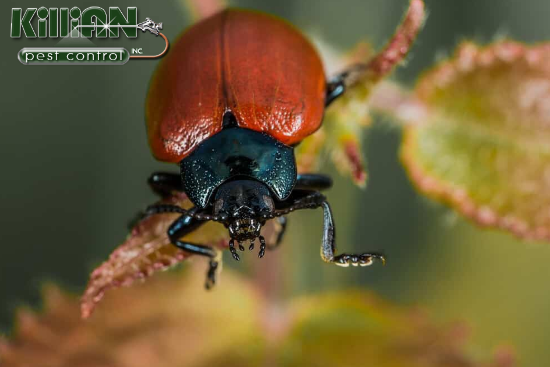 beetle