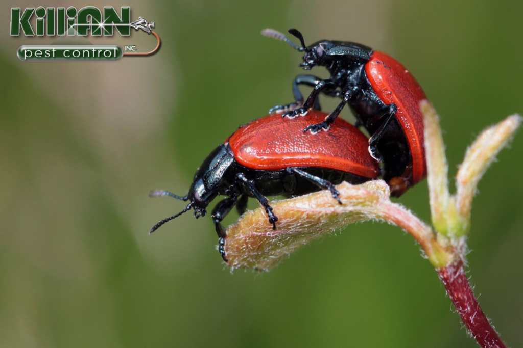 beetle
