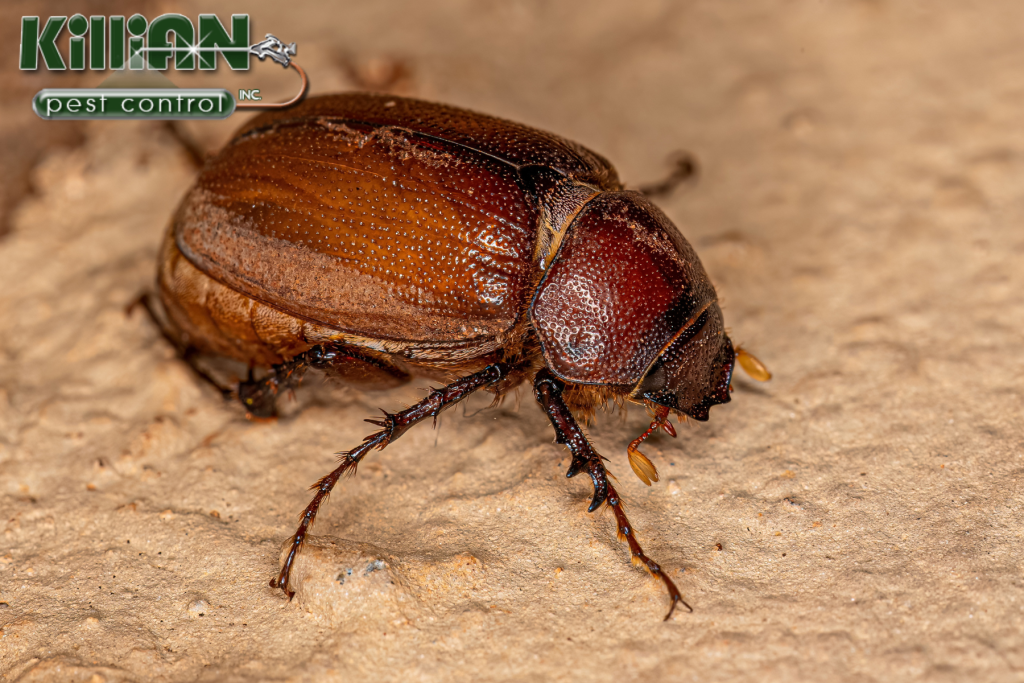 beetle