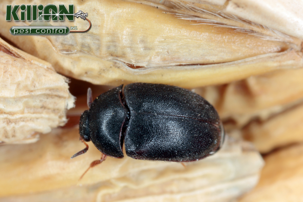 beetle