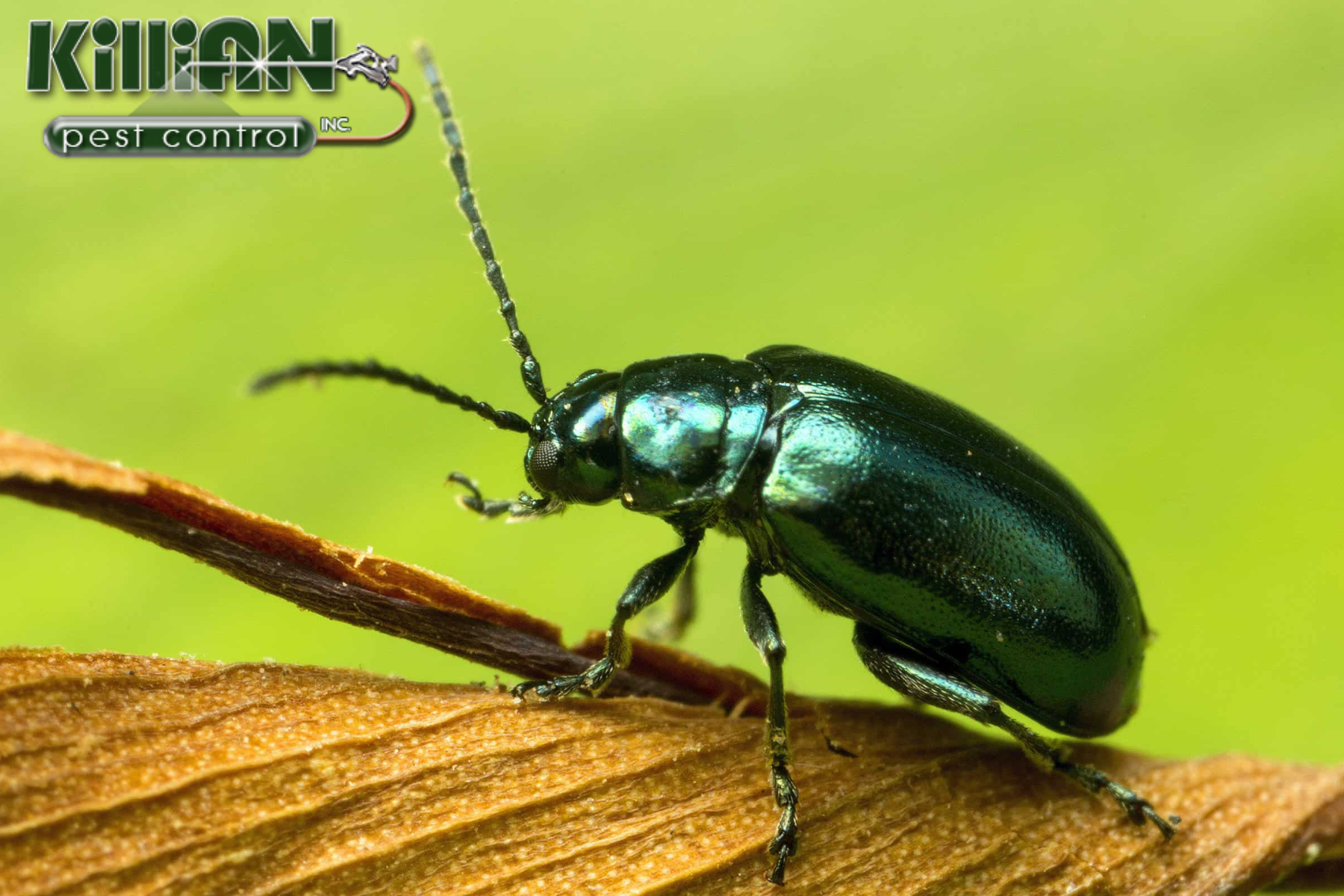 beetle