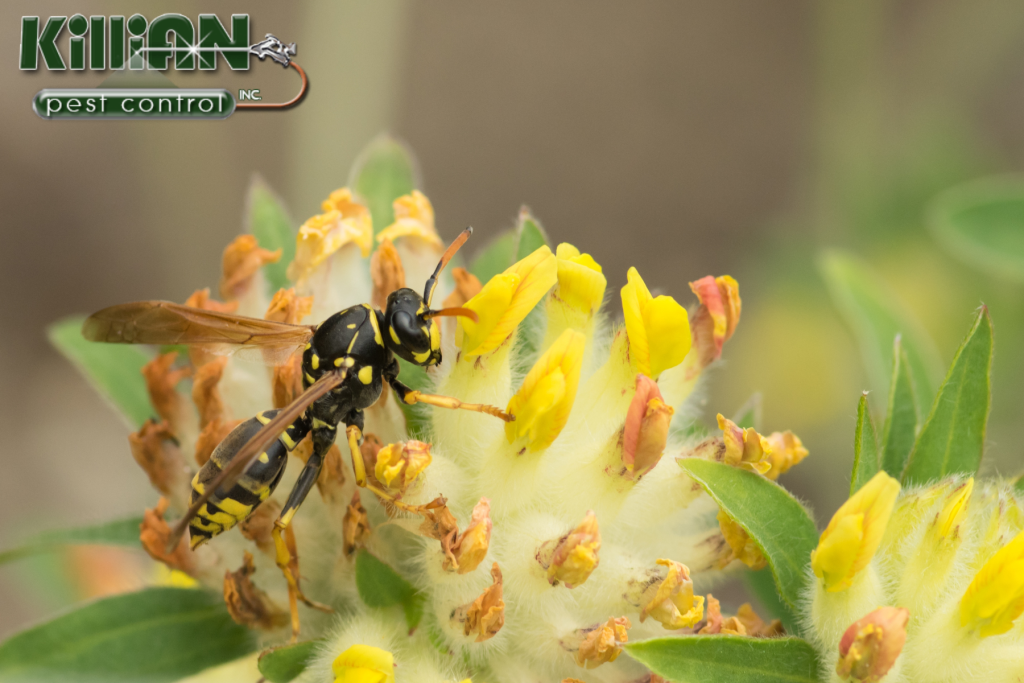 wasp