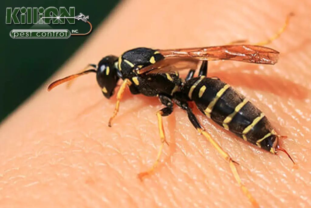 wasp control