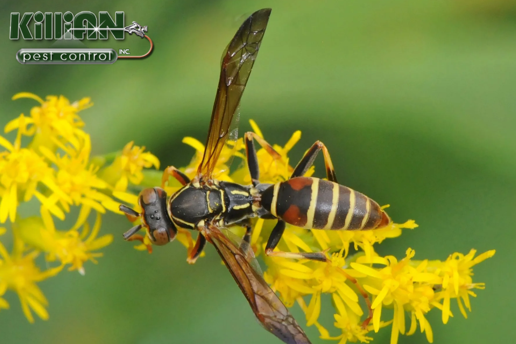 wasp control