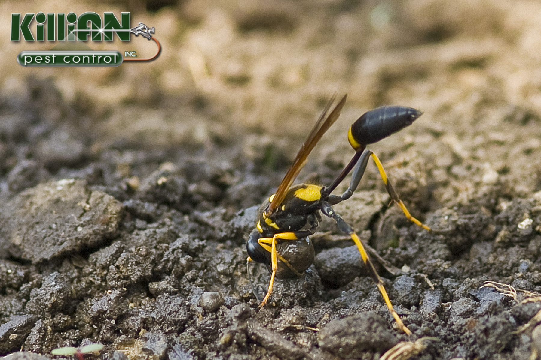 wasp control