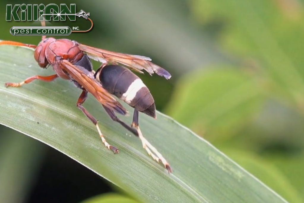 wasp