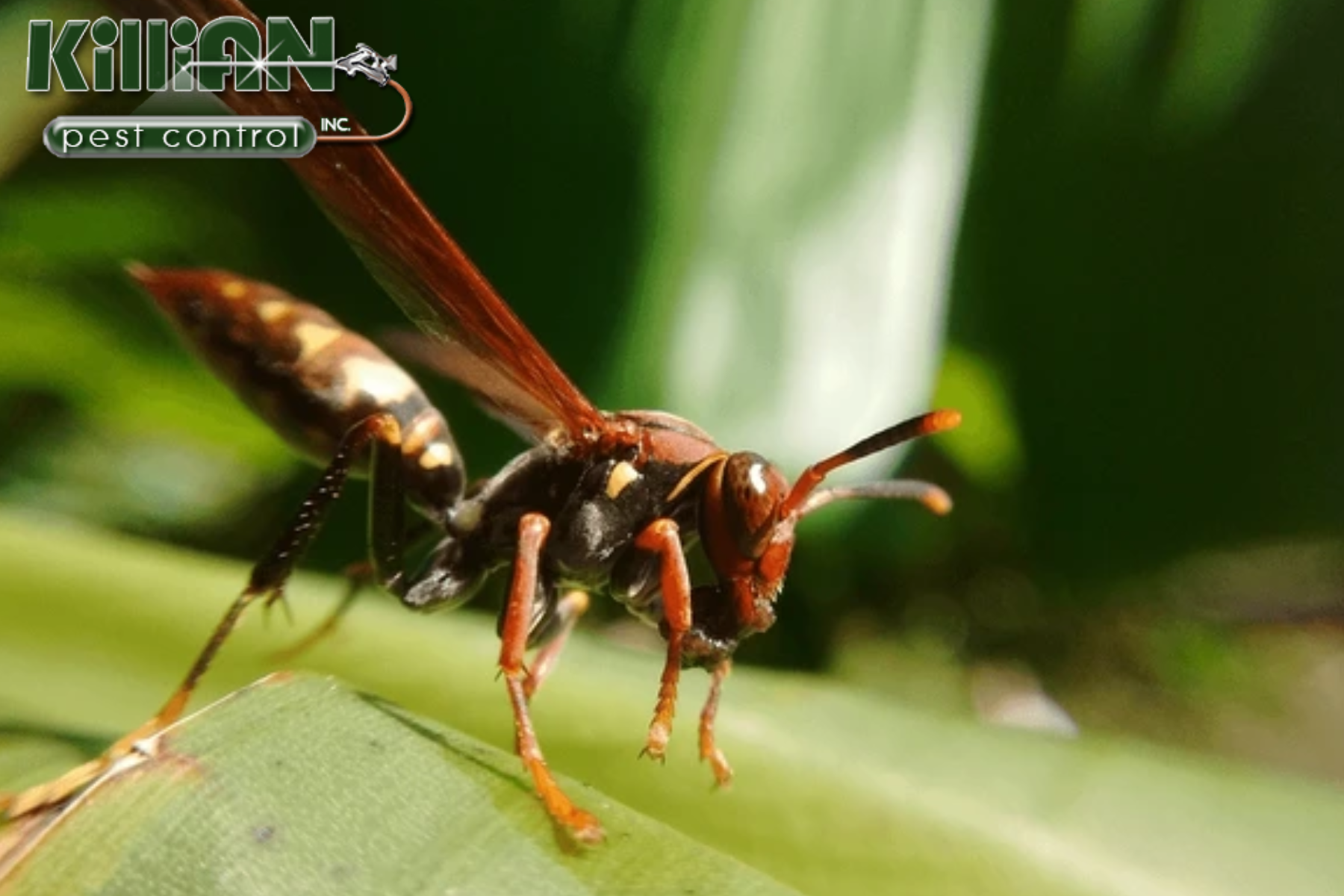 wasp