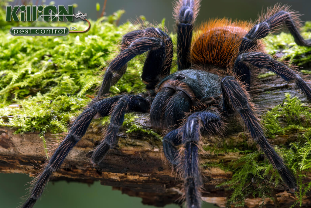 spider