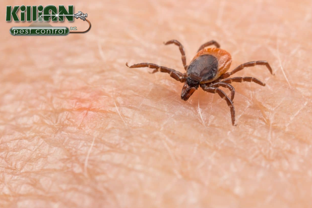 tick