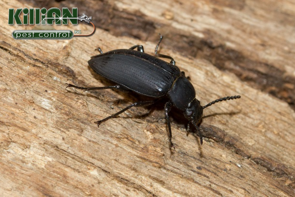 beetle