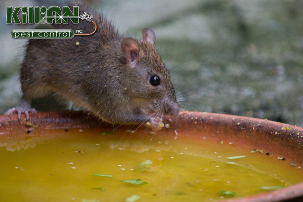 rodent