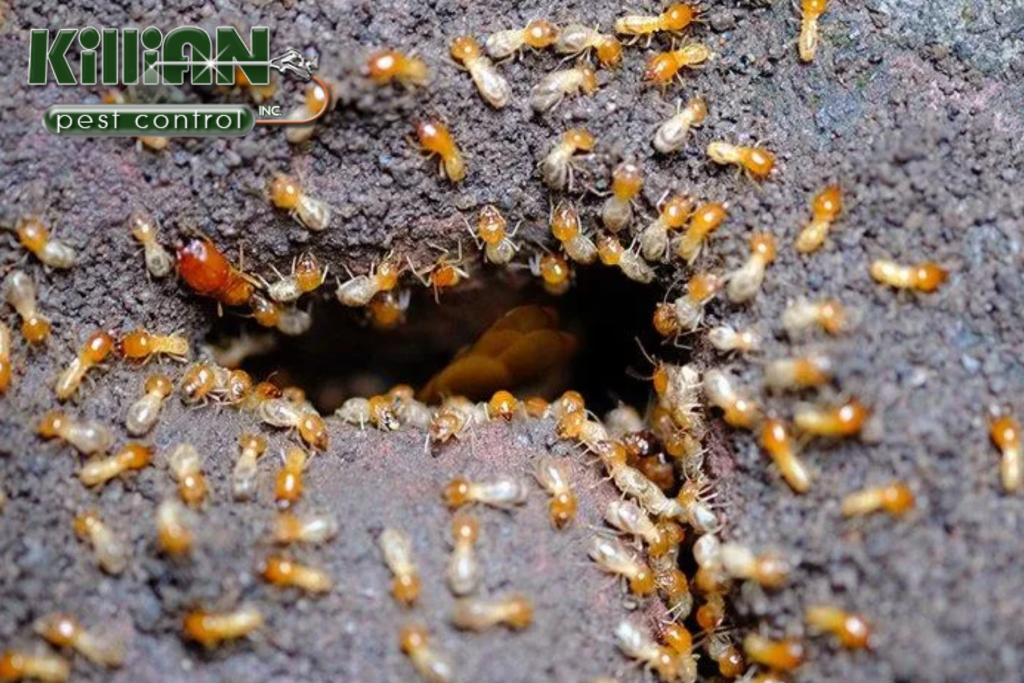 termites