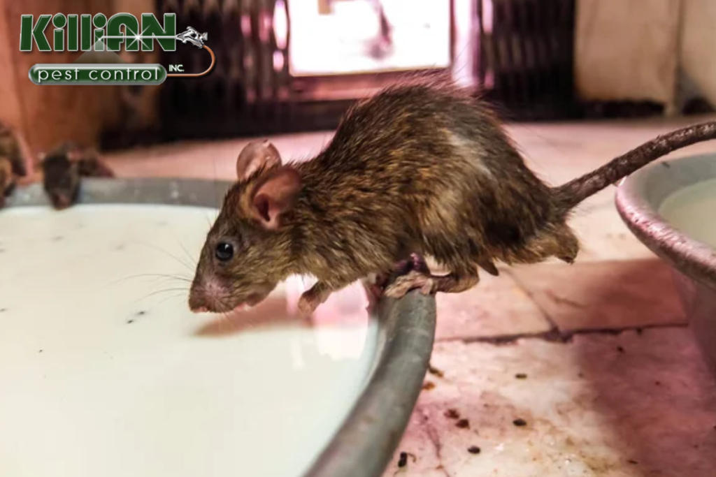 rodent