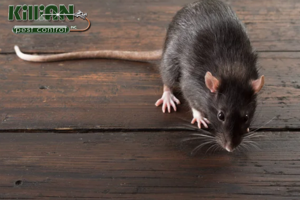 mouse