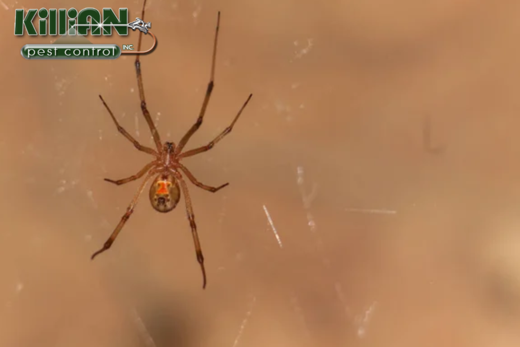 spider