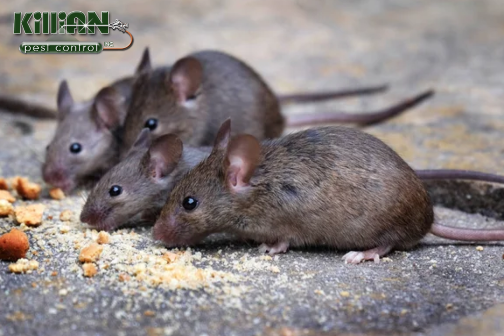 mice