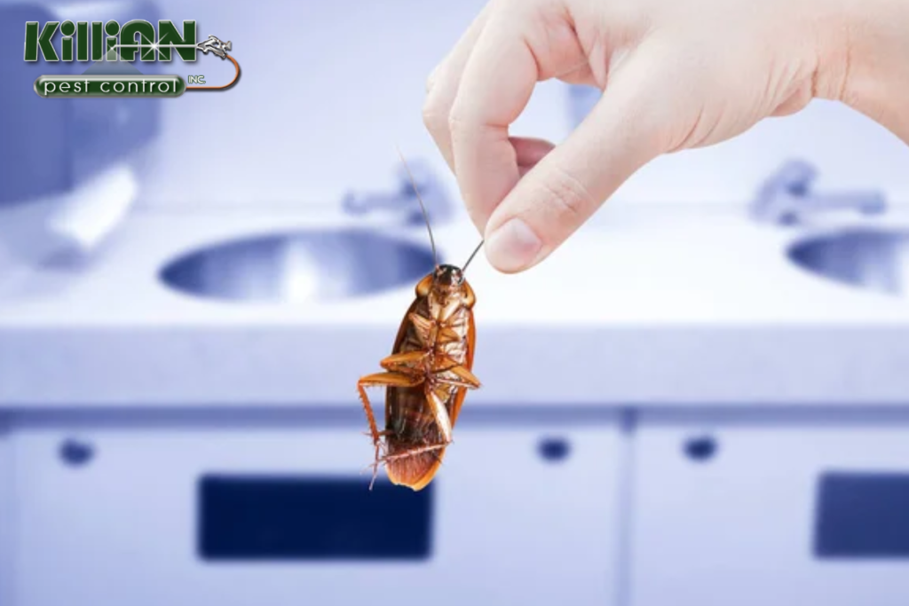 cockroach