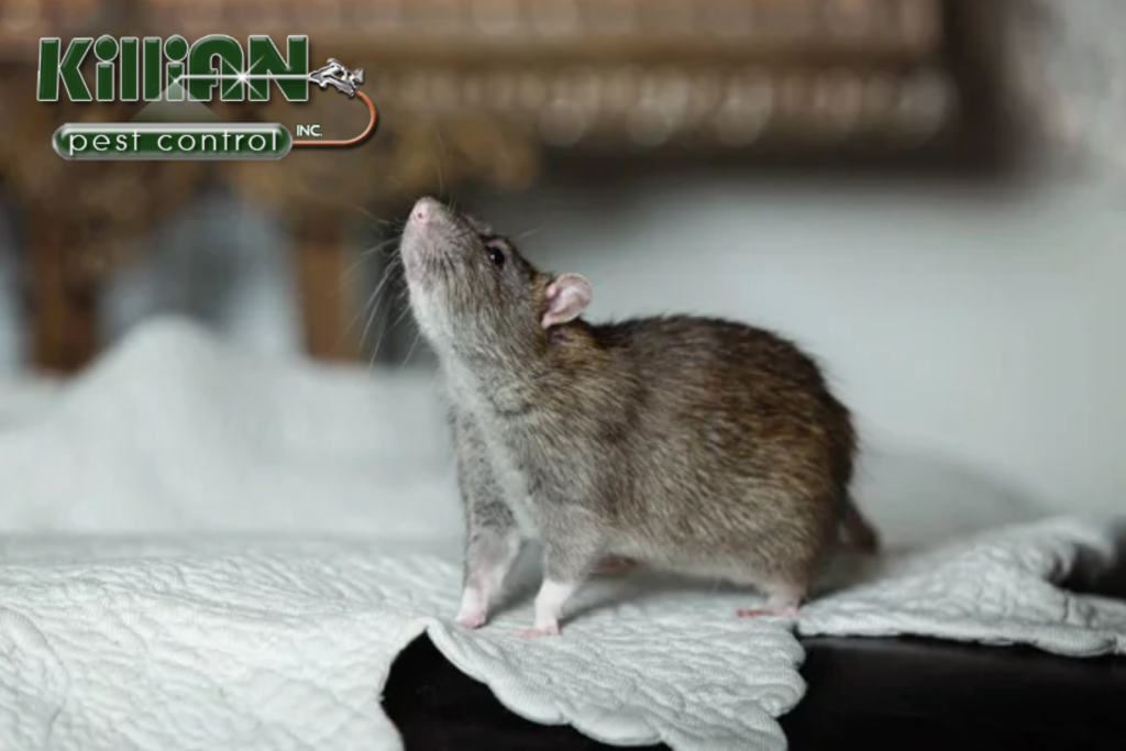 rat