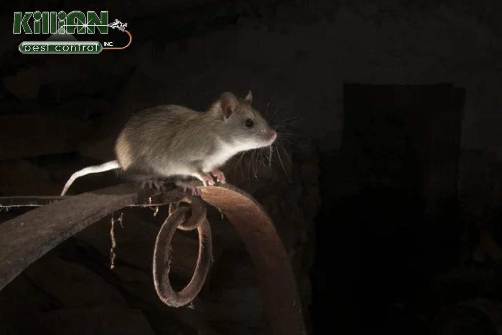 rodent
