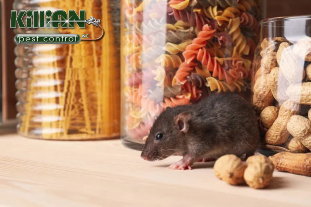 rodent