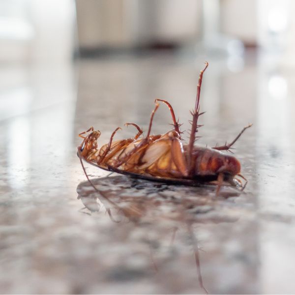 Bakersfield, CA Commercial Pest Control