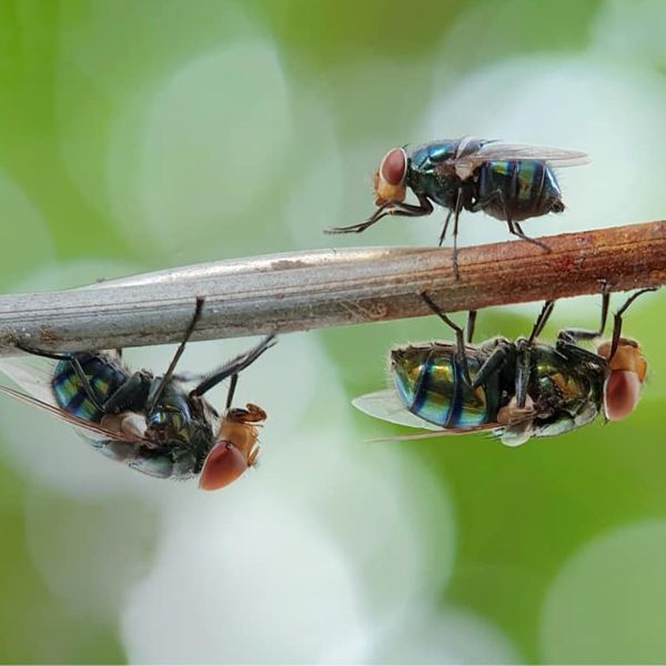 Bakersfield CA Residential Pest Control