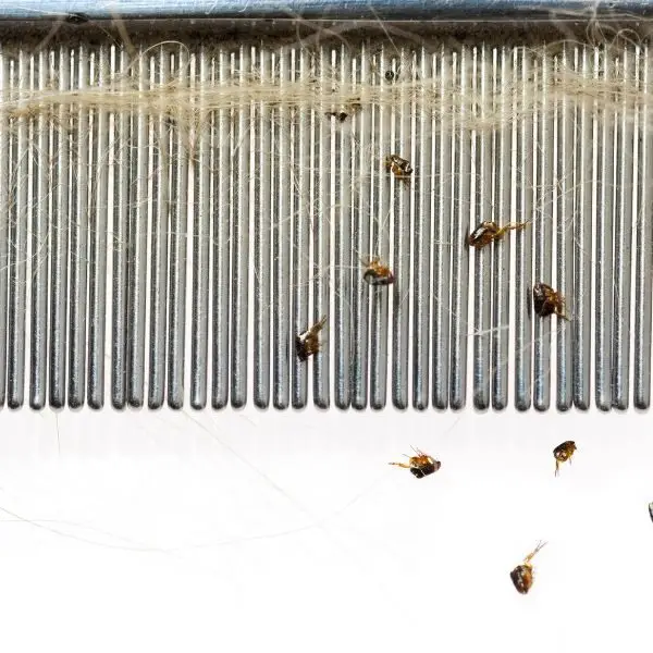 Oxnard CA pest control