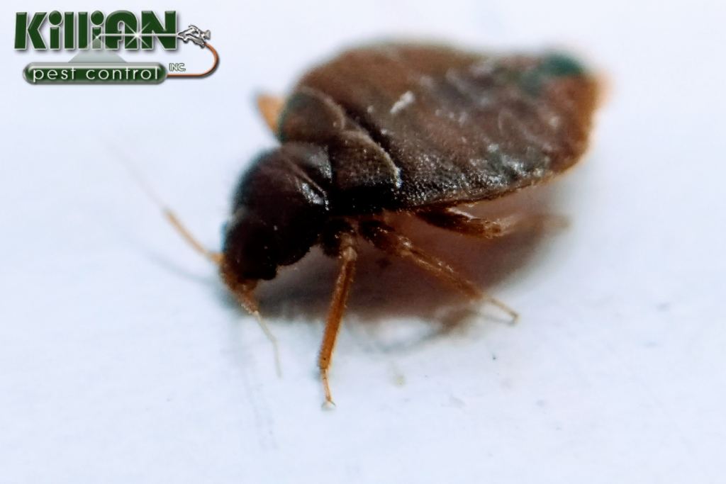 Pest Control Shafter