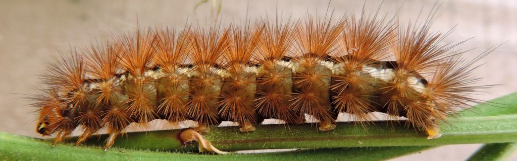 Pest Control in Wasco CA