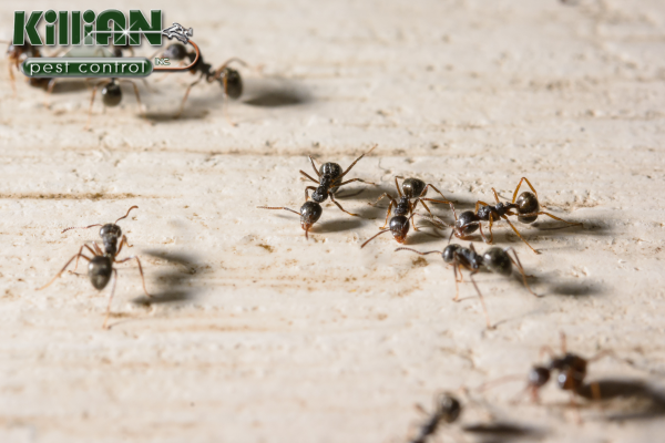 Ventura CA Pest Control