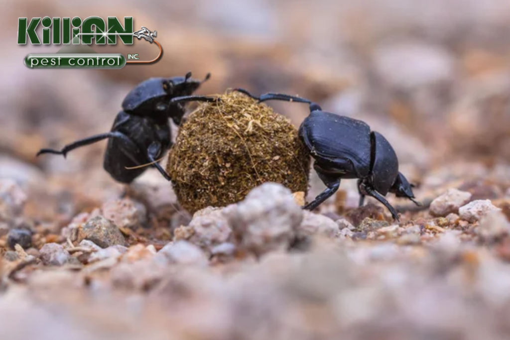 beetle