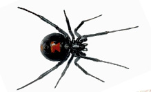 spiders control Bakersfield CA