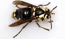 wasp control services bakersfield ca